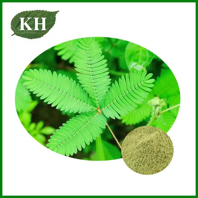 Mimosa Pudica Powder